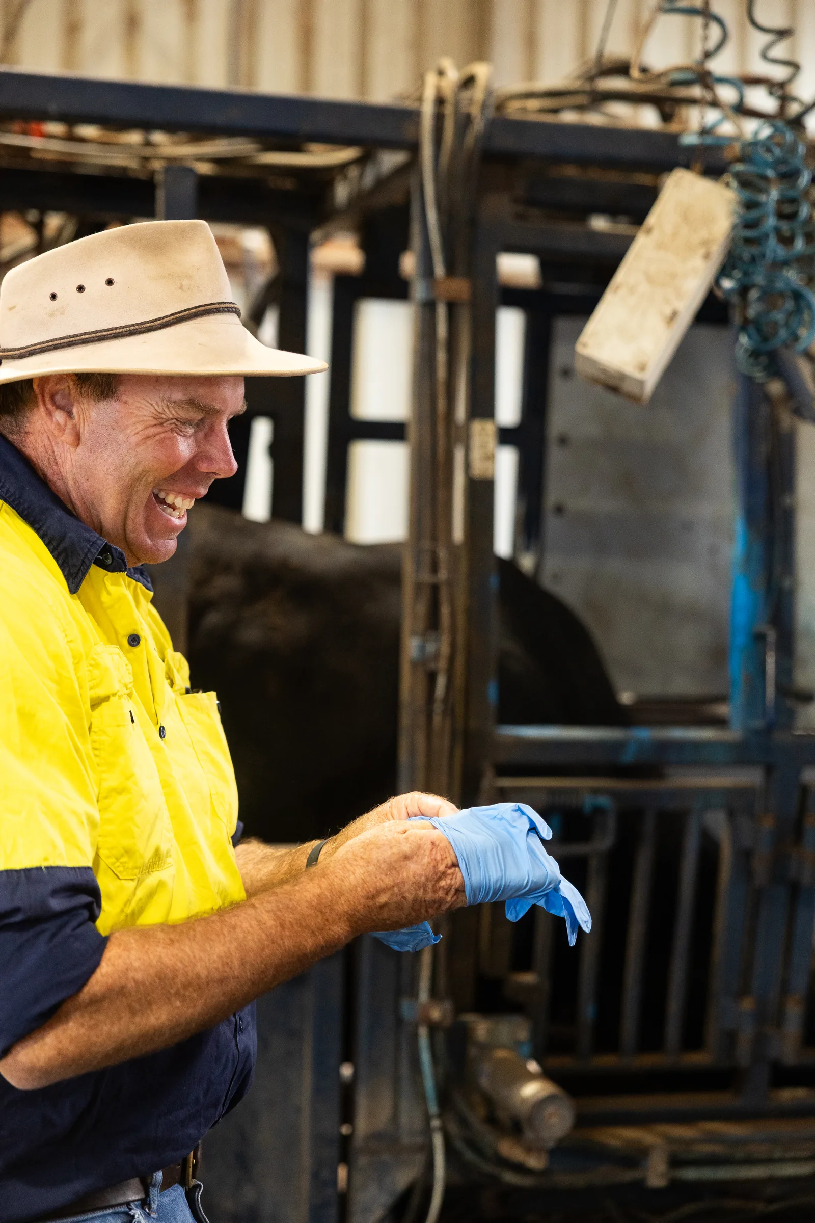 A ProFeedlot veterinarian in a hi-vis shirt and wide-brim hat pulling on an examination glove beside a cattle crush.