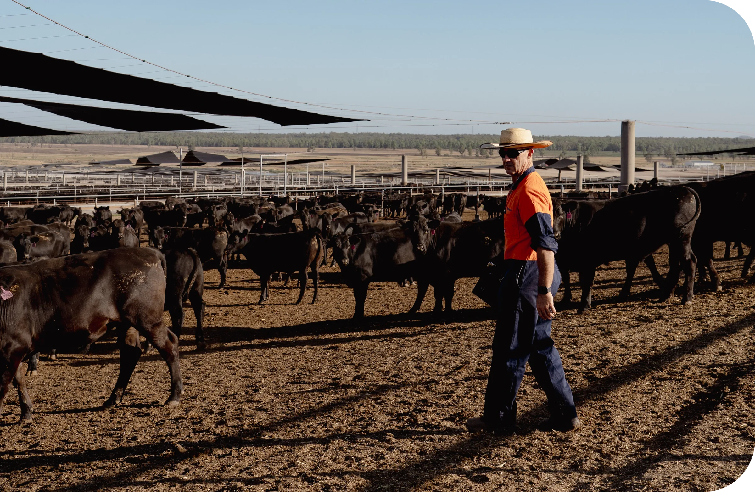 A ProFeedlot veterinarian walking through a feedlot pen, with cattle lined up at the feed bunk behind.