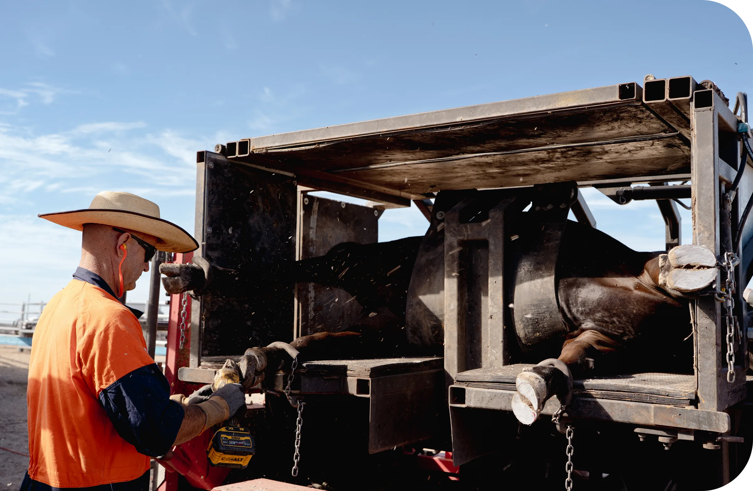 A feedlot worker in a wide-brim hat operating equipment at the rear of a truck-mounted cattle handling unit.