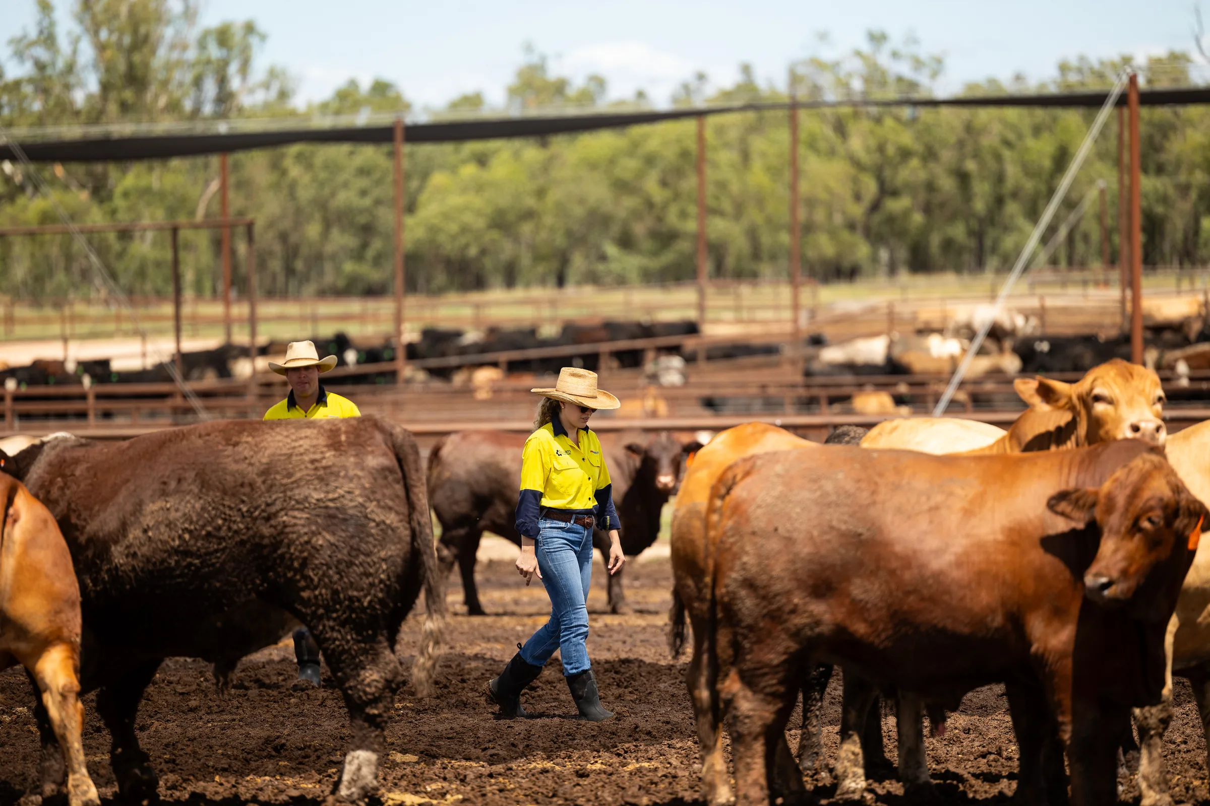 Two ProFeedlot staff in hi-vis shirts and wide-brim hats moving among cattle in a feedlot pen.