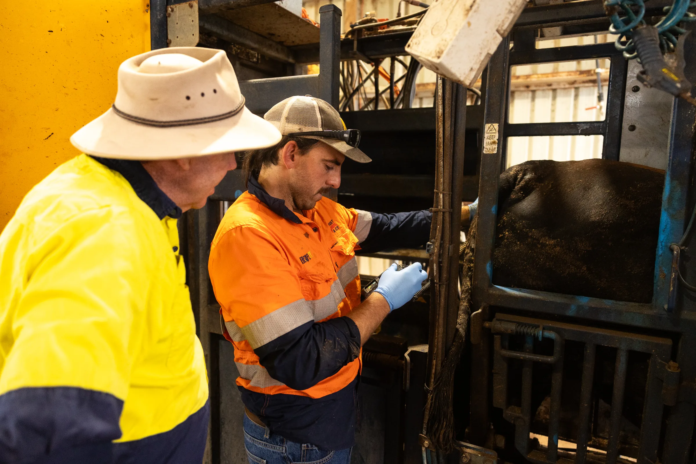 A ProFeedlot veterinarian and a feedlot worker side by side at the crush, working on an animal.